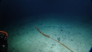 Sinuous Asperoteuthis Mangoldae Squid Filmed Alive for First Time  Nautilus Live [upl. by Adolph]