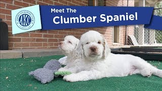 AKCs Meet the Clumber Spaniel [upl. by Mayman]