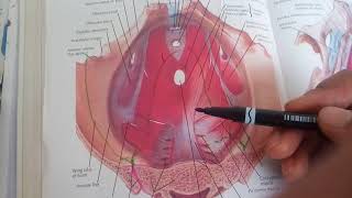 PELVIC FASCIA complete explanation in easy waynot written in BD part 1 [upl. by Anivlem]