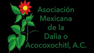 Asociación Mexicana de la Dalia o Acocoxochitl A C [upl. by Drawets]