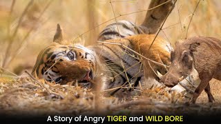 एक हिंसक बाघ और एक सूअर की स्टोरी  A Story of angry Tiger amp Wild Boar  Tadoba national Park [upl. by Fritzsche]