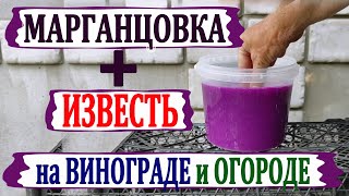 🍇 МАРГАНЦОВКА  ИЗВЕСТЬ ЧТО БУДЕТ ДЕДОВСКИЙ рецепт для ОГОРОДА и ВИНОГРАДА от болезней [upl. by Ahsikcin]