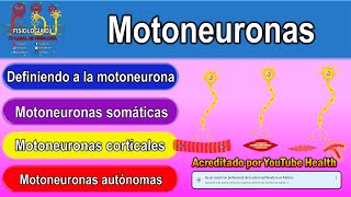 Motoneuronas  Motoneurona superior e inferior  Neurona motora superior e inferior [upl. by Lily]