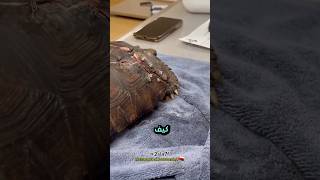 افضل علاج لكسر صدفة السلحفاة اكسبلور حيوانات turtle الجزائر السعودية عمان العراق مصر [upl. by Oreves]