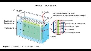 Western blot [upl. by Bryan]