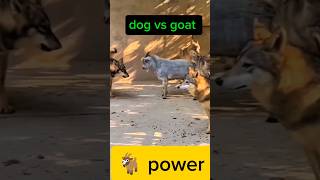 Dog vs goat 🐐fightanimal dogfight viralshorts [upl. by Haraf535]