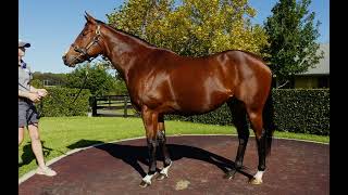 2024 Inglis Chairmans Sale  LOT 38  SOLAIA [upl. by Lind618]