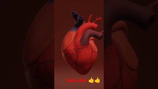 Heart 3d animationbrain 3d animation blood circulation aiims nursingofficer shortvideo [upl. by Akinoj386]