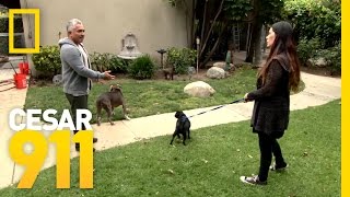 Learning To Trust Your Dog  Cesar 911 [upl. by Tavis]