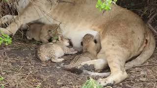 Tiny newborn lion cubs Serengeti  African Family Safaris [upl. by Esnohpla]