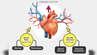 CARDIAC OUTPUT KAISE NIKALE CARDIAC OUTPUT KYA HAI HOW TO FIND CO [upl. by Apul725]