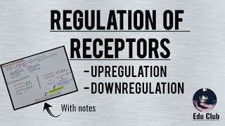 Regulation Of Receptors  Upregulation And Downregulation  Endocrine Physiology [upl. by Middendorf]