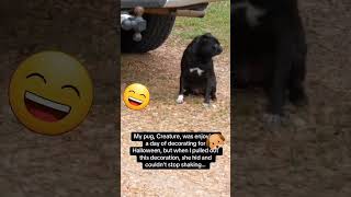 My puggy funny funnypetschannel funnypet doglover dog [upl. by Eneryc]