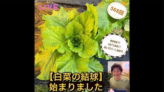 【白菜の結球】菌ちゃん農法！無農薬無肥料で始まりました。 [upl. by Tia]