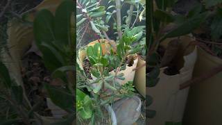 Plants Care tips care tips plants plantsandexperiment [upl. by Noyerb]