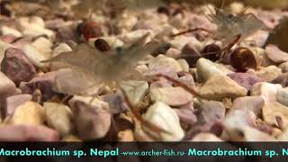 Macrobrachium sp Nepal [upl. by Ernestus]