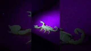 Scorpio maurus palmatus Israeli Gold Scorpion under UV light 🦂👑 shorts scorpion pets cool [upl. by Trula]