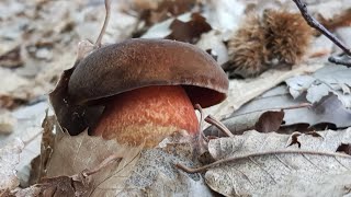 Neoboletus praestigiator  il quotprestigiatorequot che cambia colore quotporcino dal piede rossoquot [upl. by Crocker]