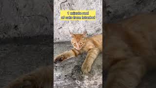 1 min cat video… that’s it [upl. by Gonzalo]