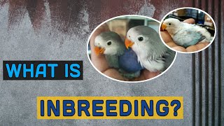 What is Inbreeding [upl. by Eirb178]