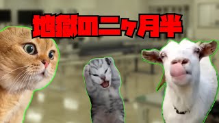 理学療法士～長期臨床実習の思い出～＃猫ミーム猫マニ猫meme [upl. by Inittirb]