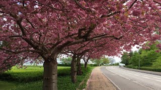 Close to the seaside prunus serrulata kanzan kwanzan cherry blossom trees [upl. by Amerigo]