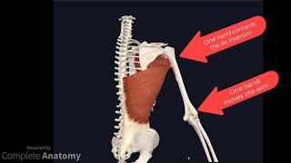 Osteopathic Treatment Technique  Case Study  Persistant low back pain [upl. by Eichman]