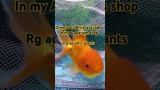 Orenda Goldfish 🔥available in my shop fishtank goldfish petfish petvlog shorts [upl. by Haswell]