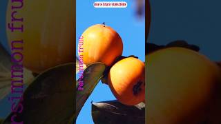 Persimmon Fruits fruit nature persimmon youtube shorts [upl. by Ydassac]