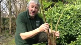 Bowdens  Fern Cyathea brownii [upl. by Daryn]