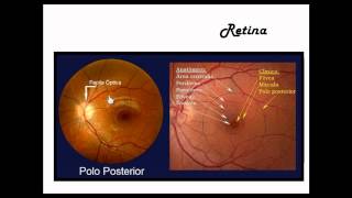 Anatomía del Ojo [upl. by Nodnarb]