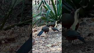 Chachalaca Nayarit Mexico bwild [upl. by Tracy]