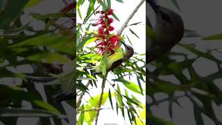 Callistemon Bottle brush Plant  Myrtle family plantscience4u [upl. by Ramalahs]