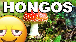 🍄COMO CULTIVAR HONGOS COMESTIBLES EN CASA PASO A PASO🍄 [upl. by Seligmann]