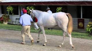 Inside Yearling Sales Prep At The Sales [upl. by Pernick]