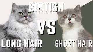 British LongHair Cat VS British Shorthair Cat  What are the differences [upl. by Jerman]