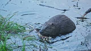 Beavers in Glen Helen Yellow Springs OH [upl. by Atteragram]