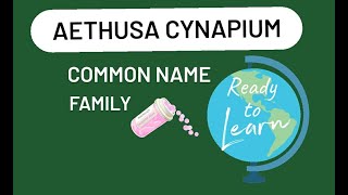 Aethusa Cynapium common name family homoeopathic remedy [upl. by Grete]