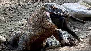 Komodo dragons attack wild boar cubs [upl. by Palua645]