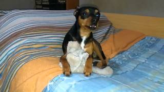 Pinscher difende il suo peluche [upl. by Avilys]