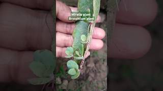 Miracle plant bryophyllum plants pattharchatta medicinalplants viralvideo garden shorts [upl. by Domini]