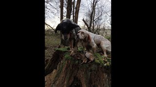 Chasse de la bécasse avec des setters anglais [upl. by Bruyn]