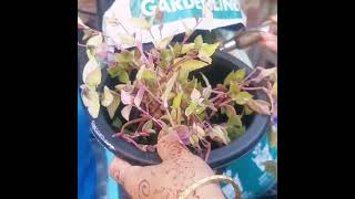 Reporting Alternanthera Plant [upl. by Angle]