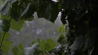 Regengeräusche zum Einschlafen 30 Minuten Naturgeräusche zum Entspannen [upl. by Anett313]