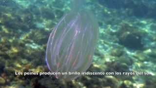 Mnemiopsis leidyi ctenóforo invasor en el Mediterráneo [upl. by Guillema]