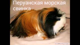 Породы морских свинок🐹 Breeds of guinea pigs [upl. by Neirod49]