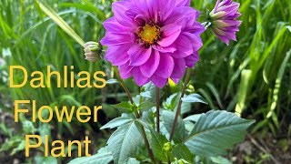 Dahlias Care and Tips  How to Grow Dahlias  Dahlias Flower Plants Growing Tips [upl. by Hsejar]