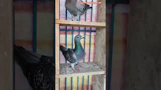 Very Smart Pigeon 🥰 racingpiegon racinghomerpigeon kabootar koopmanpigeons StefanLambrich [upl. by Aneet359]