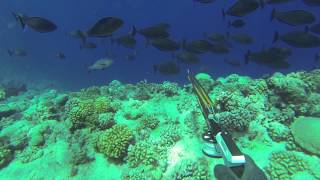 Spearfishing French Polynesia 2013  episode 2 [upl. by Bernat579]