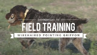 FIELD TRAINING WIREHAIRED POINTING GRIFFON [upl. by Sosthina327]